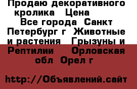 Продаю декоративного кролика › Цена ­ 500 - Все города, Санкт-Петербург г. Животные и растения » Грызуны и Рептилии   . Орловская обл.,Орел г.